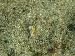 Liocarcinus depurator