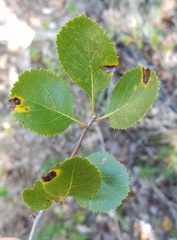 Crataegus reverchonii