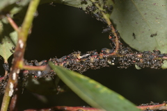 Eurymelessa moruyana