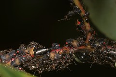 Eurymelessa moruyana