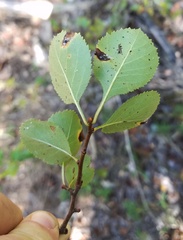 Crataegus reverchonii