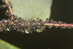 Eurymelessa moruyana