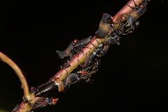 Eurymelessa moruyana