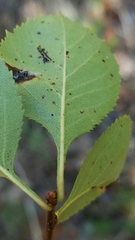 Crataegus reverchonii