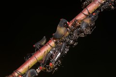 Eurymelessa moruyana