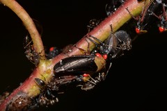 Eurymelessa moruyana