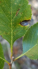 Crataegus reverchonii