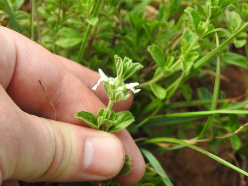 Image of White Cats Paws (Acrotome hispida) by (c) Matthew Fainman, some rights reserved (CC BY)
