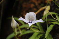 Disa longicornu