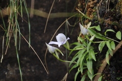 Disa longicornu