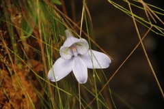 Disa longicornu