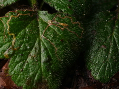 Stigmella splendidissimella