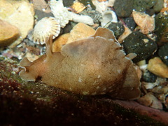 Aplysia sydneyensis