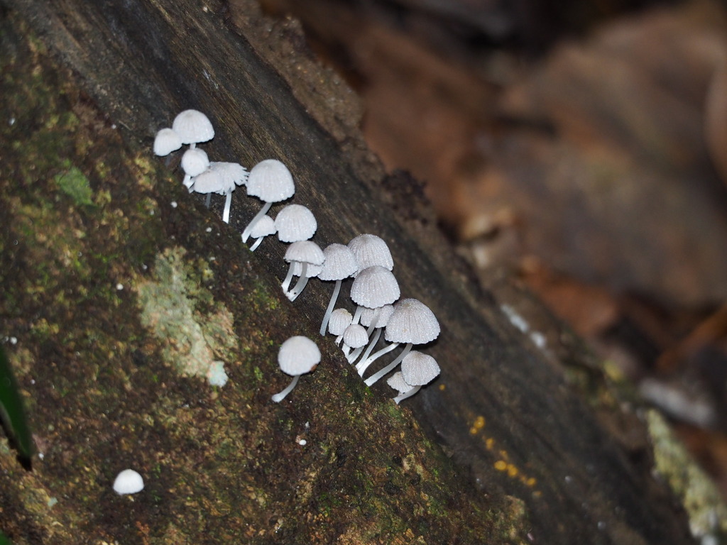 Coprinellus disseminatus · December 2020 · photo: © leaf0605 (iNaturalist, cc0)