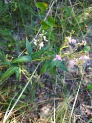 Desmodium paniculatum epetiolatum