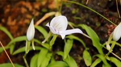 Disa longicornu