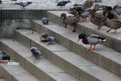 Columba livia domestica