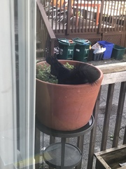 Sciurus carolinensis