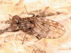 Diptera
