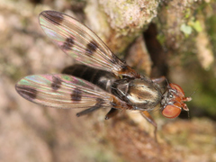 Brachycera