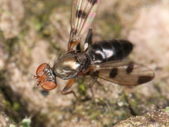 Brachycera