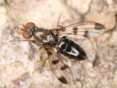 Brachycera