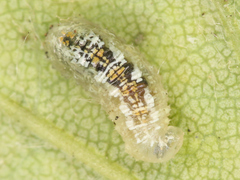 Syrphus