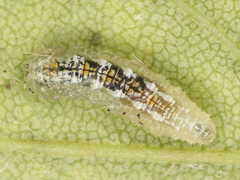 Syrphus