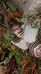 Cepaea nemoralis