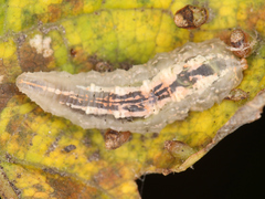 Syrphus