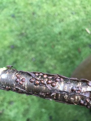 Parthenolecanium corni