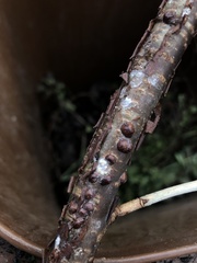 Parthenolecanium corni