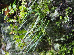 Haplopteris anguste-elongata