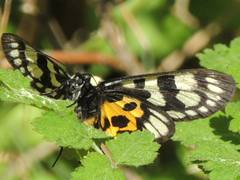 Chelonomorpha japana