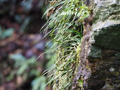 Haplopteris anguste-elongata