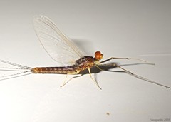 Ephemerella