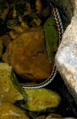 Thamnophis cyrtopsis ocellatus