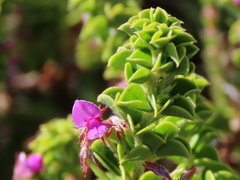Indigofera candolleana