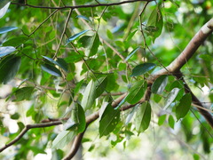 Eustigma oblongifolium