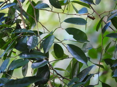 Eustigma oblongifolium