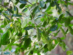 Eustigma oblongifolium