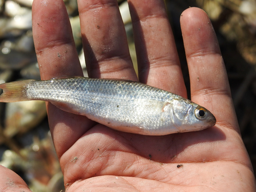 Abu mullet (Liza abu) — Mugilidae