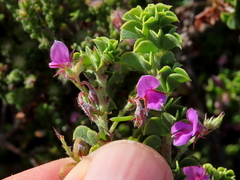 Indigofera candolleana