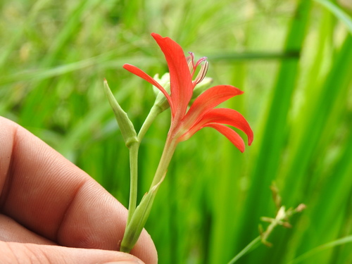 Image of Freesia grandiflora by (c) Matthew Fainman, some rights reserved (CC BY)