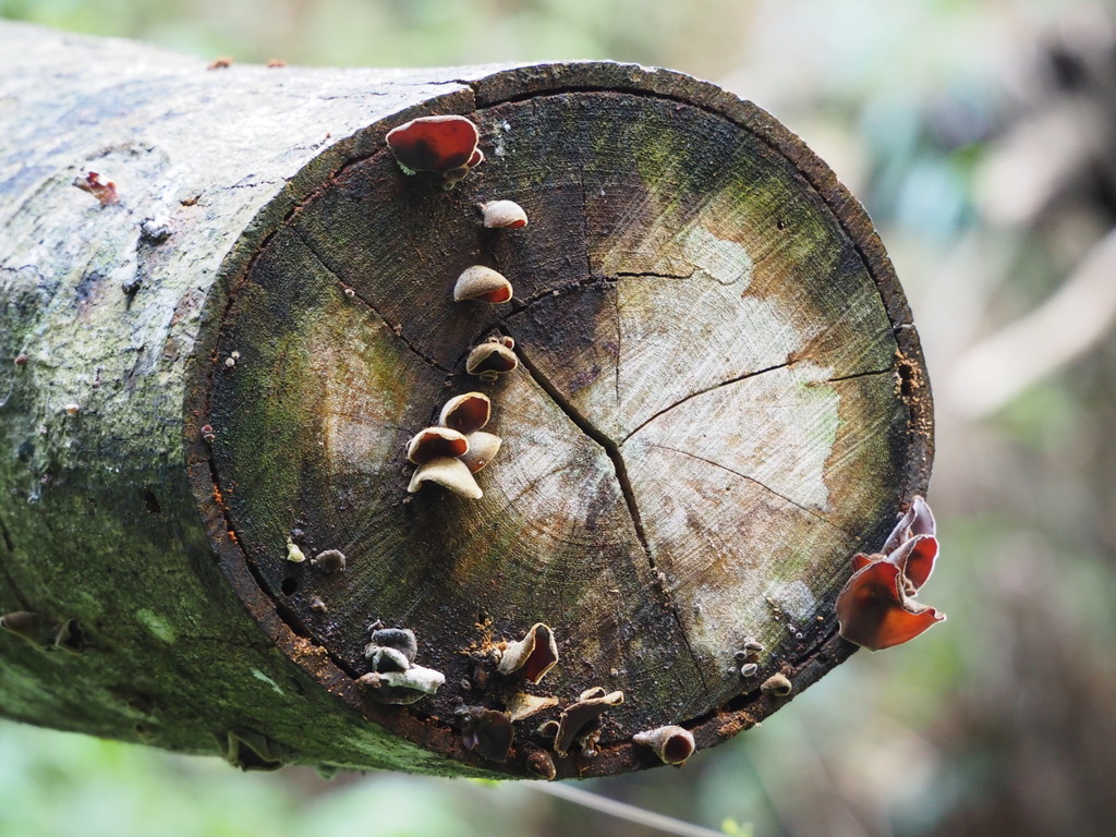 Auricularia polytricha · December 2020 · photo: © leaf0605 (iNaturalist, cc0)