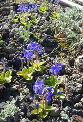 Veronica grandiflora