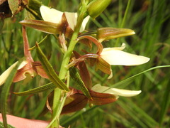 Eulophia ovalis bainesii