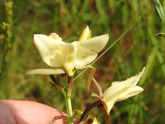 Eulophia ovalis bainesii