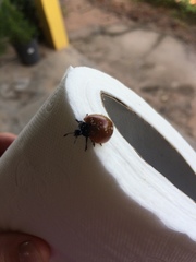 Aegithus clavicornis