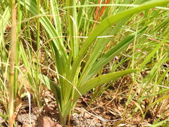 Eulophia ovalis bainesii